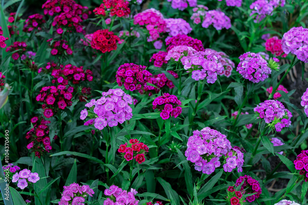 pink and yellow flowers Close up of carnation flowers pink and yellow flowers Close up of carnation flowers