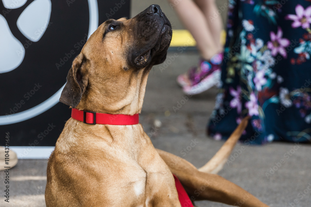 Large tan dog portrait with a red collar lies on the ground next to people standing nearby. Pet calm and loyal canine companion in a busy outdoor Large tan dog portrait with a red collar lies on the ground next to people standing nearby. Pet calm and loyal canine companion in a busy outdoor