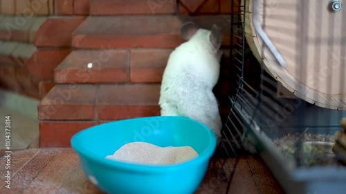 Cute Chinchilla Playing Around in the Cage