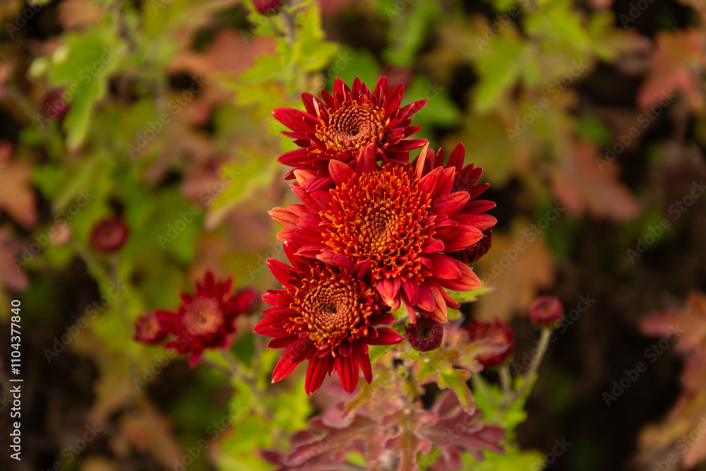 Beautiful red Chrysanthemums flowers blooming in garden Beautiful red Chrysanthemums flowers blooming in garden