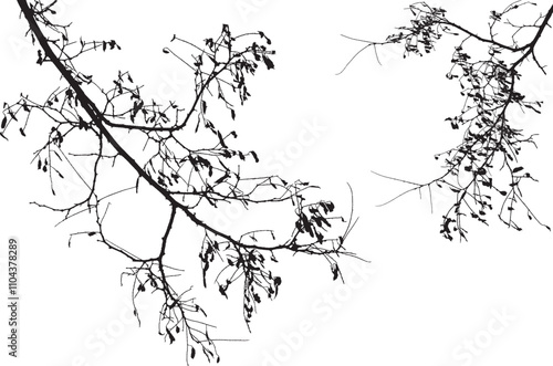 Natural tree branches silhouette on a white background (Vector illustration). Natural branch on a white. 