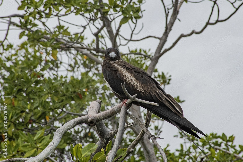 Frigate bird resting on a red mangrove tree Frigate bird resting on a red mangrove tree