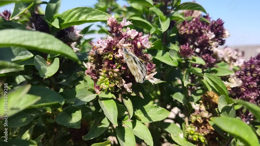 Animal insect butterfly flowers in the garden Animal insect butterfly flowers in the garden