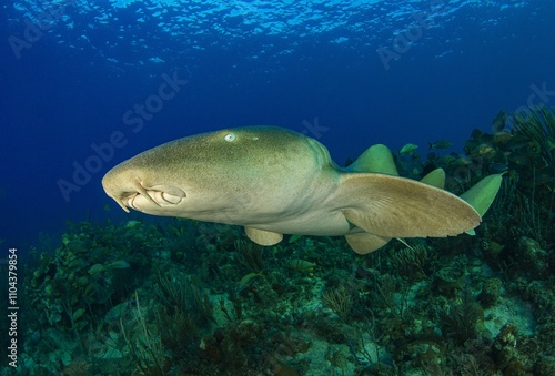 Nurse Shark