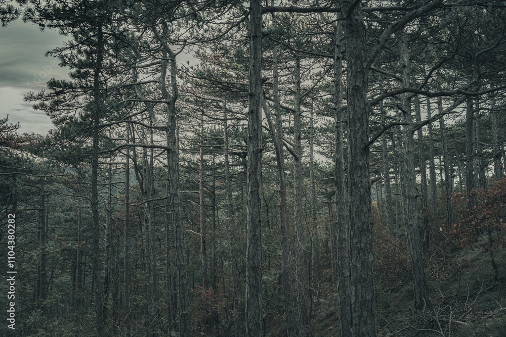 Fototapeta premium mystical forest