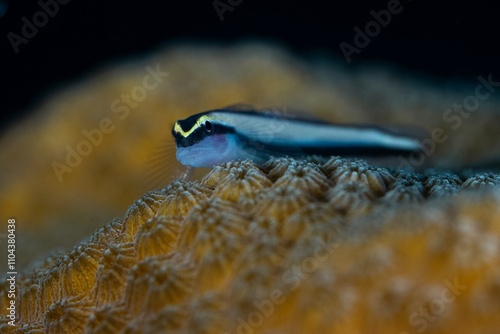 Sharknose goby on an eye coral