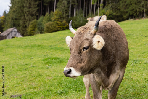 Wallpaper Mural close-up of a cow on a green pasture with a forest in the background, a feeling of calm and naturalness of the countryside. free space, high quality photo Torontodigital.ca