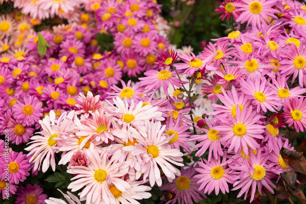Beautiful Chrysanthemums flowers blooming in garden Beautiful Chrysanthemums flowers blooming in garden