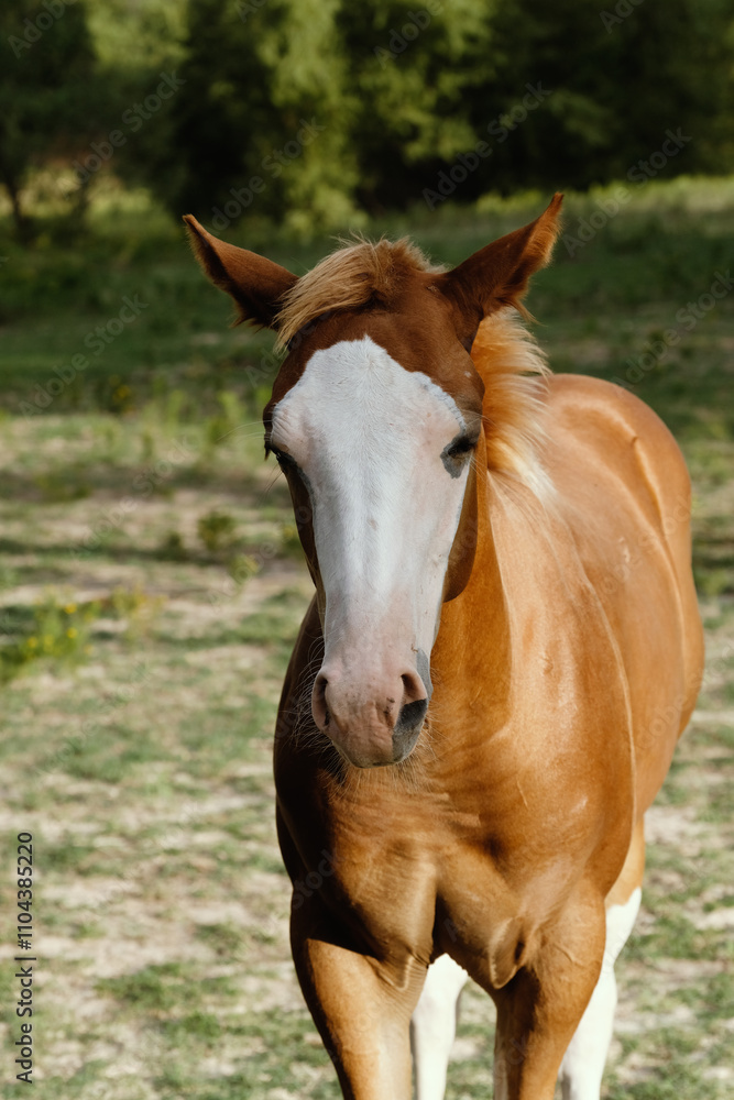 Obraz premium Bald face colt foal horse closeup in Texas ranch field for animal portrait.