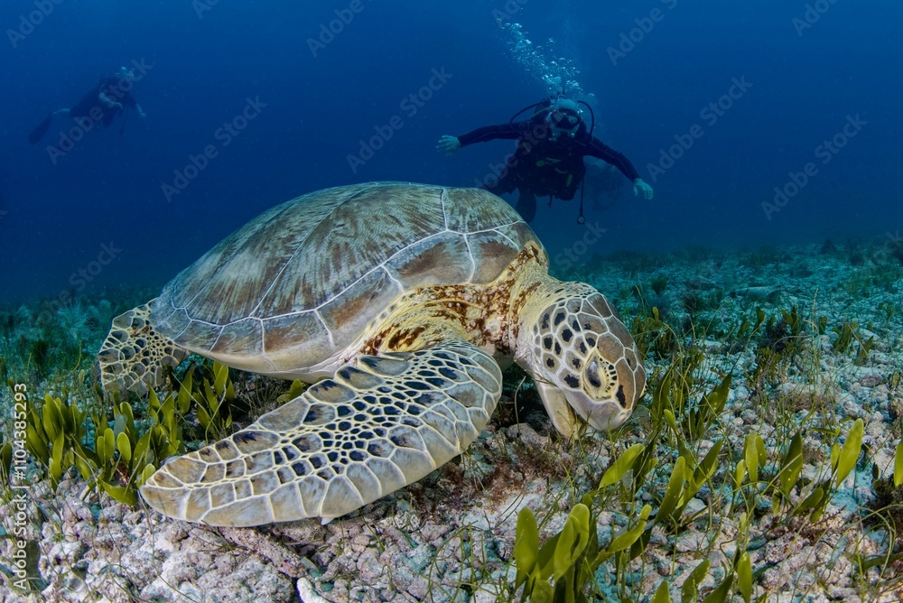 green sea turtle with it mouth open green sea turtle with it mouth open