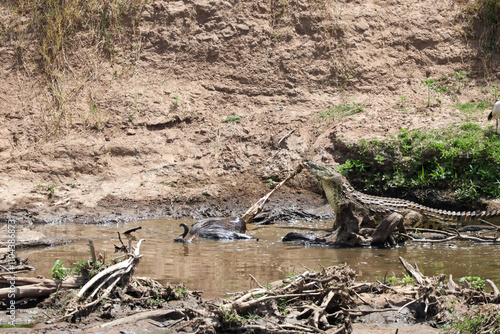 Crocodile at the Mara River