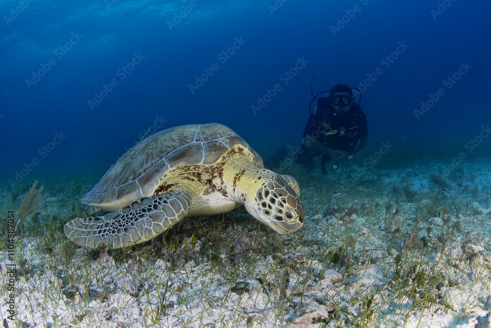 Obraz premium Green turtle eating seagrass