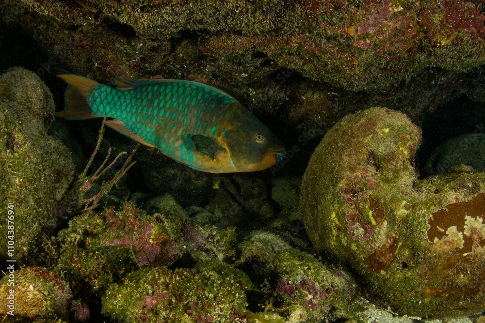 Rainbow parrotfish Rainbow parrotfish