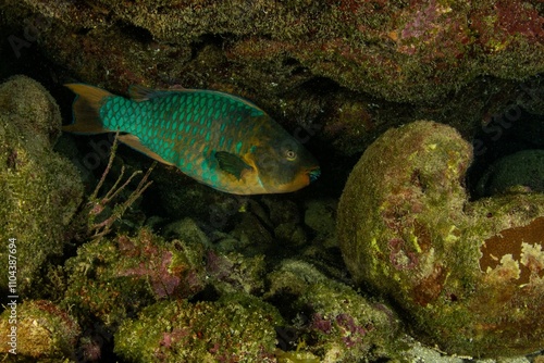 Rainbow parrotfish