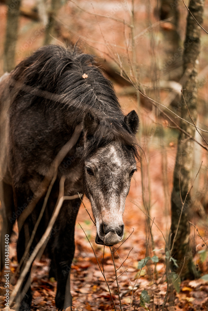 Cute little pony living in nature area Cute little pony living in nature area