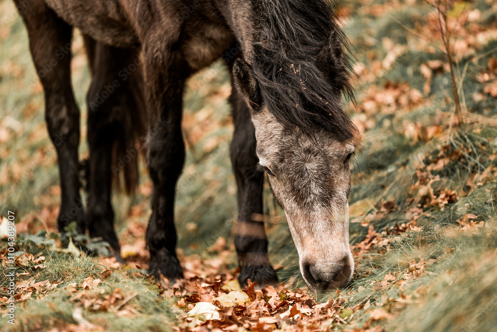 Fototapeta premium Cute little pony living in nature area 