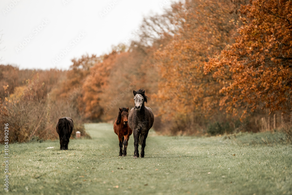 Cute little pony living in nature area Cute little pony living in nature area