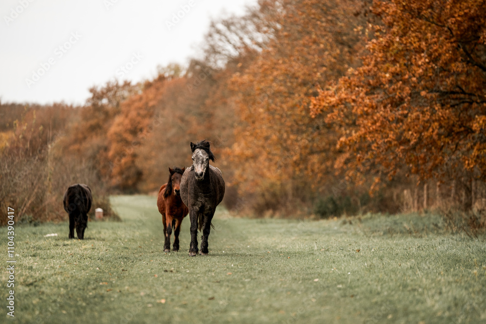 Cute little pony living in nature area Cute little pony living in nature area