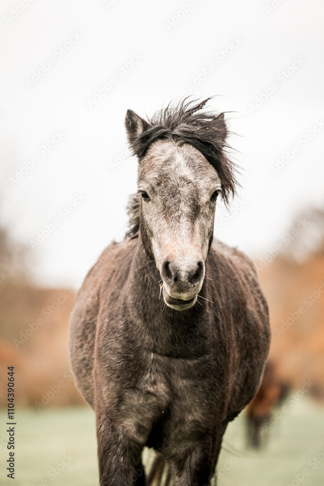 Cute little pony living in nature area Cute little pony living in nature area