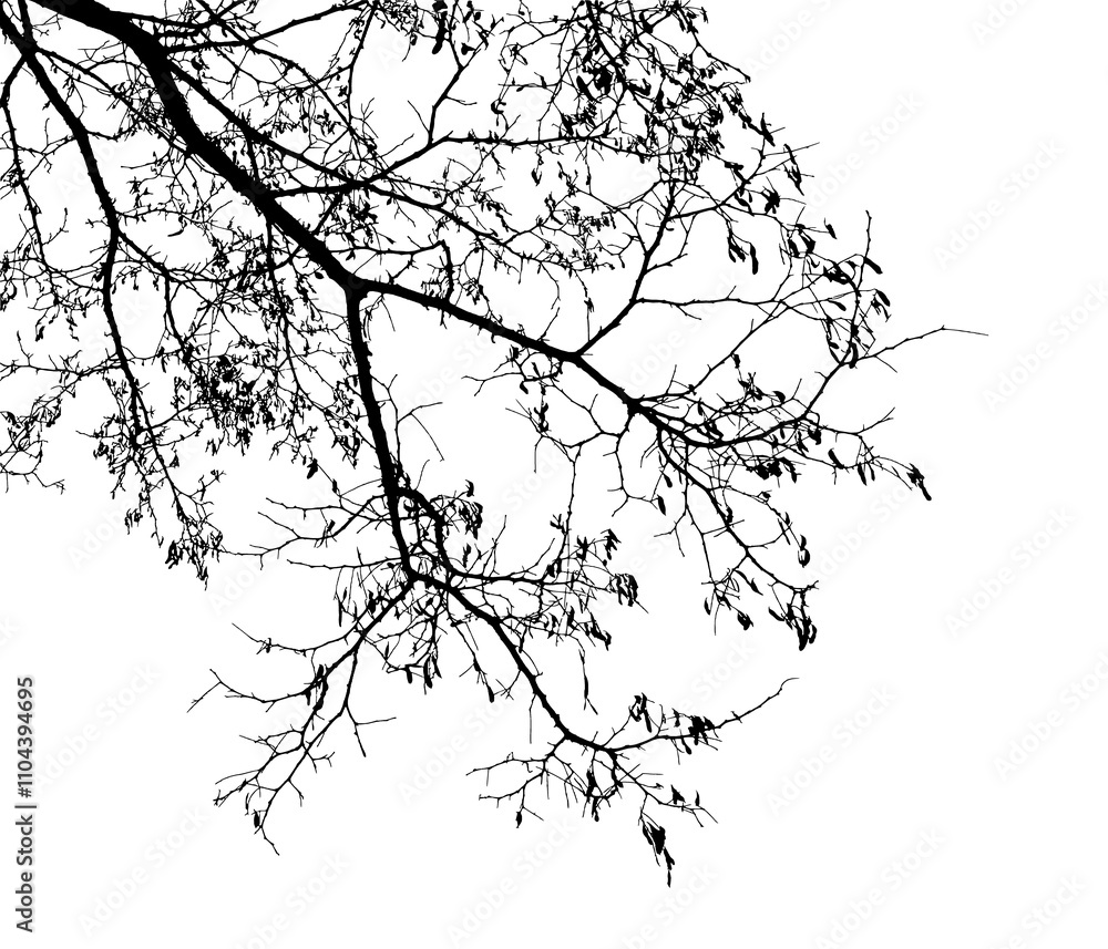 Fototapeta premium Natural tree branches silhouette on a white background. Natural branch on a white. 