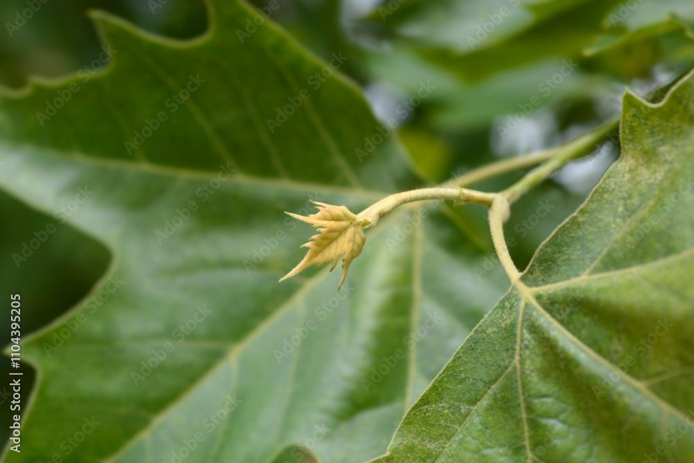 London plane new leaves