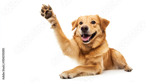 Dog is wagging its tail and smiling at the camera. The dog's paw is raised in a wave, as if it's greeting someone. Concept of warmth and friendliness