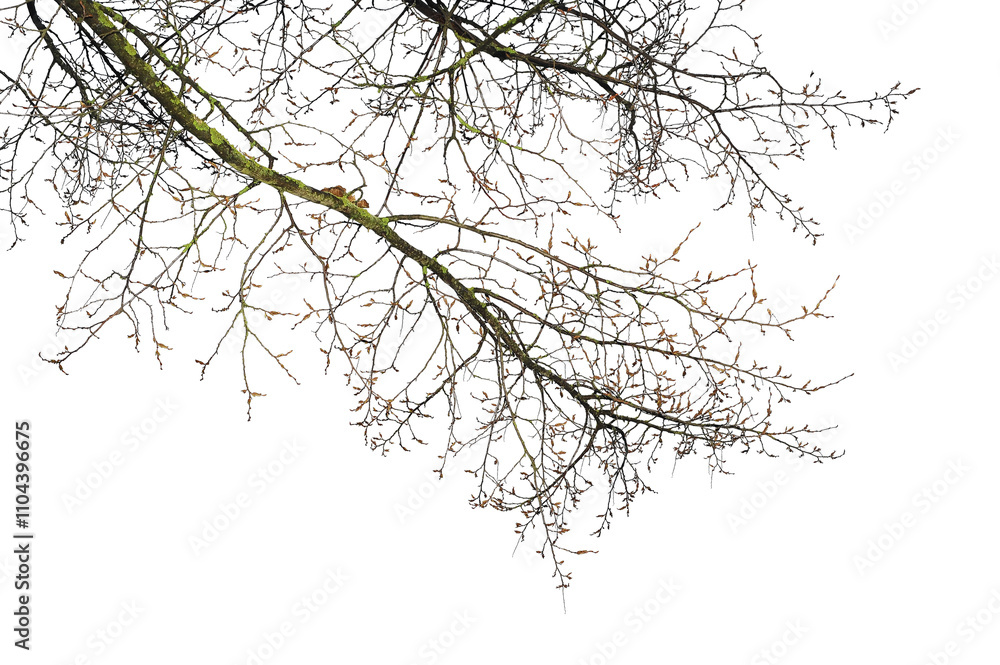 Obraz premium Natural tree branches silhouette on a white background. Natural branch on a white. 