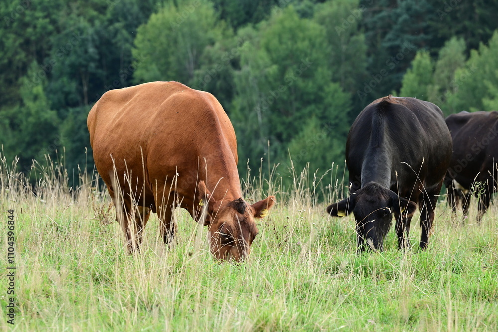 Braunes und schwarzes Angusrind auf der Weide Braunes und schwarzes Angusrind auf der Weide