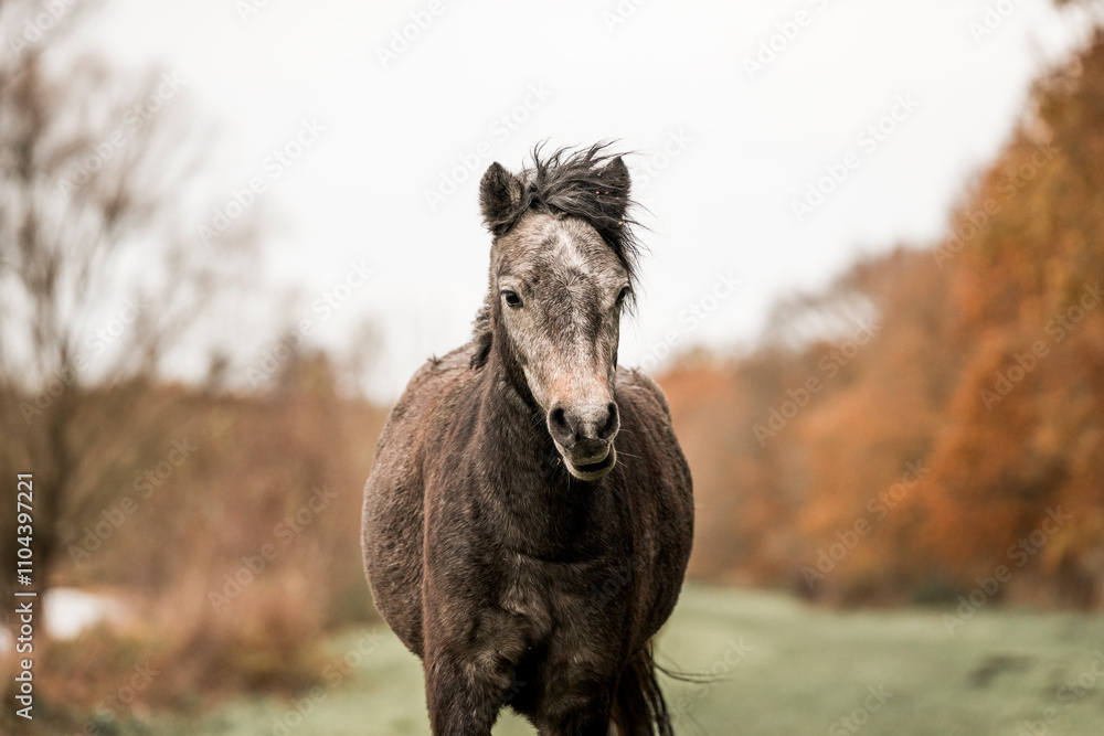 Fototapeta premium Cute little pony living in nature area 
