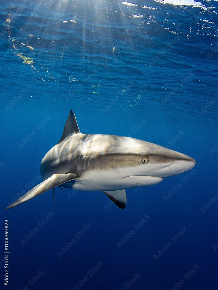 Fototapeta premium shark in the sea