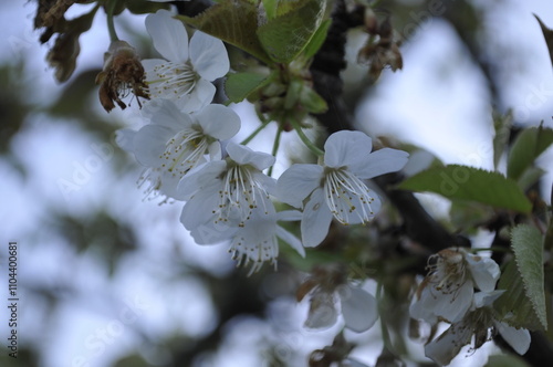 kirsch blüte im frühling schweiz