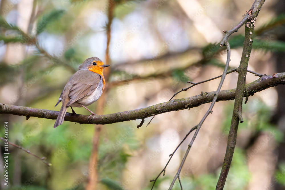 Naklejka premium European robin - Rudzik ptak - Erithacus rubecula - Robin Perched on a Tree Branch in Winter