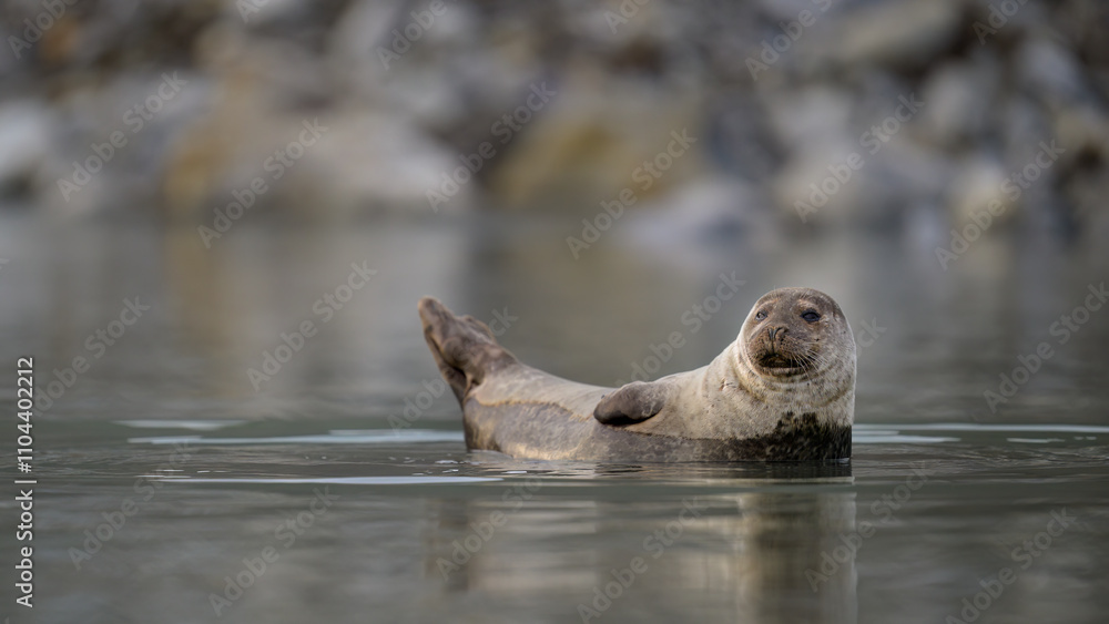 Fototapeta premium Harbour seal in summer, Svalbard