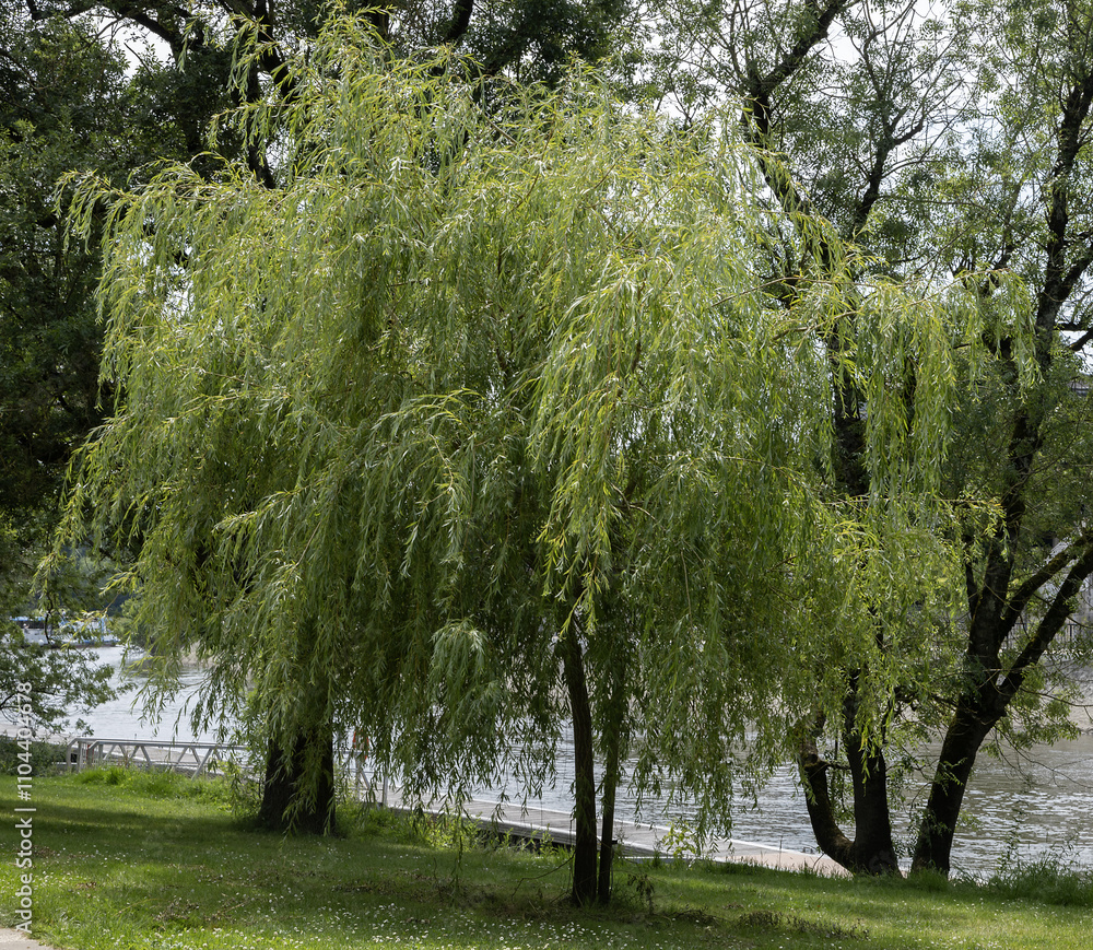 Obraz premium Saule pleureur en bord de rivière 