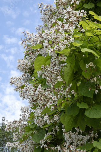 Catalpa bignonioides en fleur photo