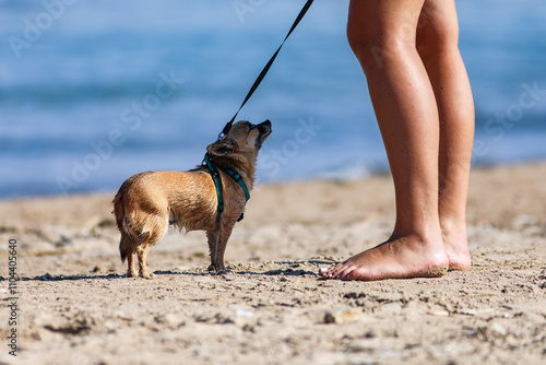 Illustration d'un chien dans une plage a Hyeres (Var).