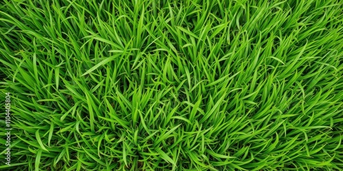 Lush and vibrant green grass texture background, fresh