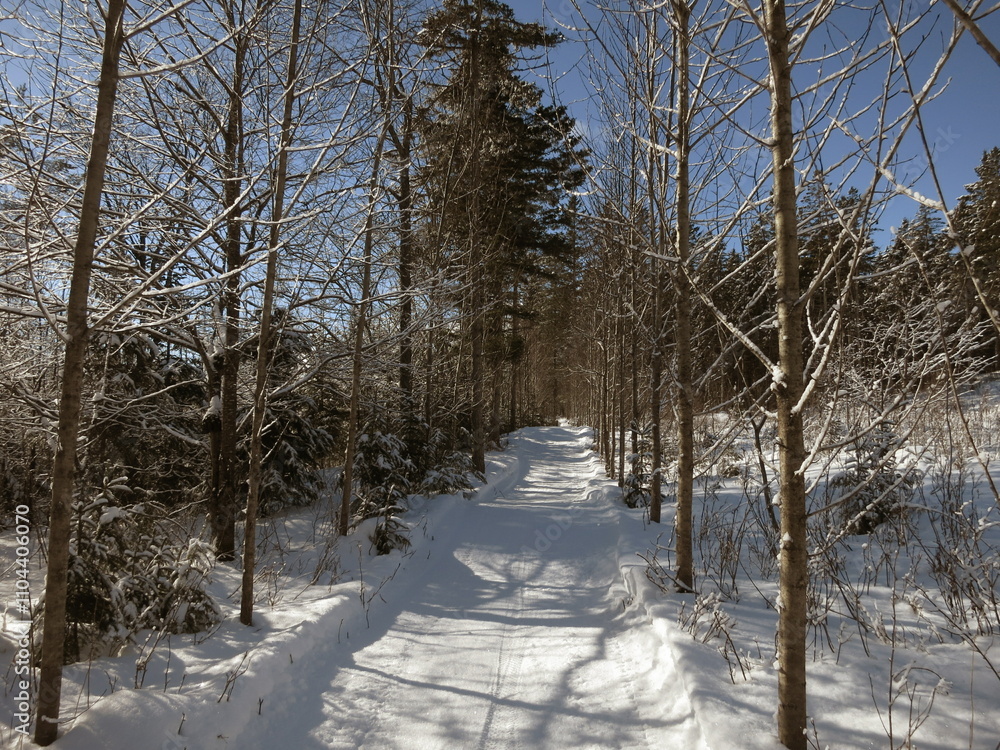 snow covered trees in winter snow covered trees in winter
