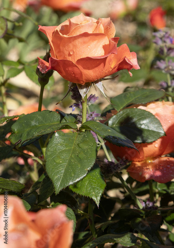 Rosier ‘Pat Austin’	 photo