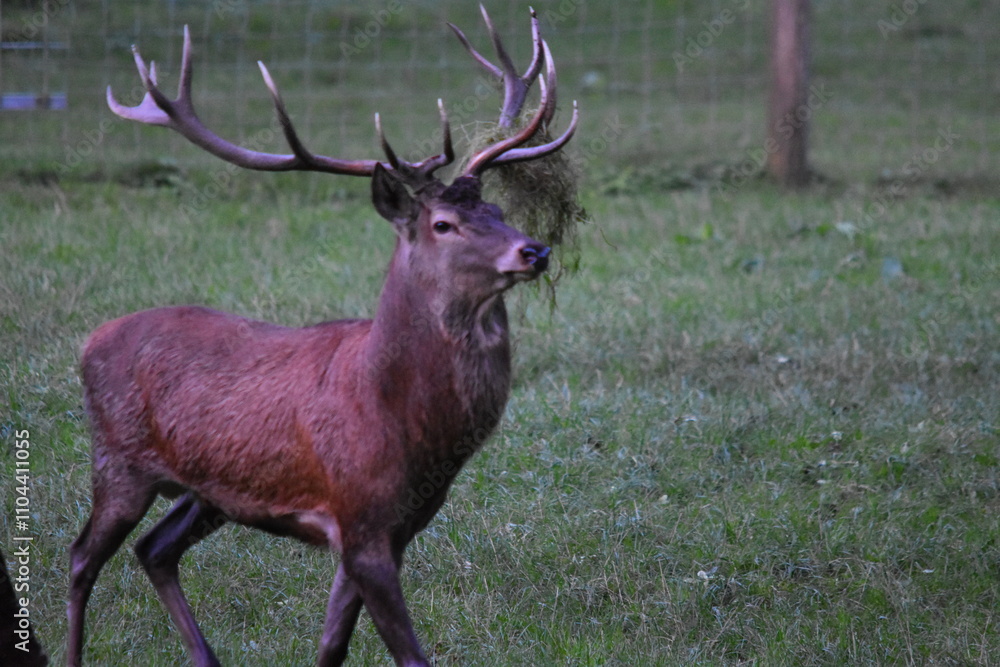 Fototapeta premium Hirsch