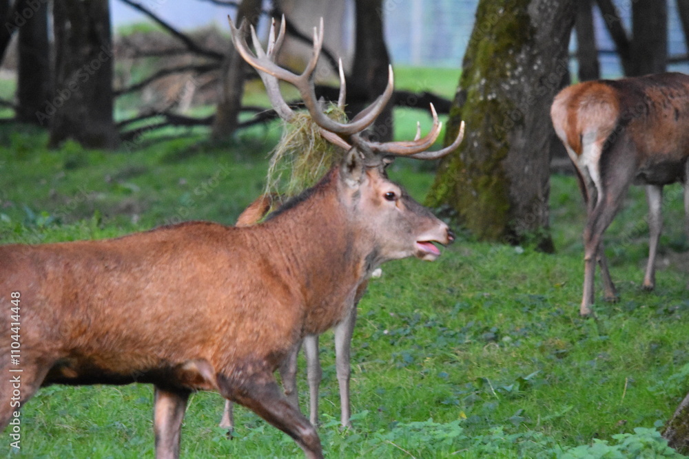 Obraz premium Hirsch