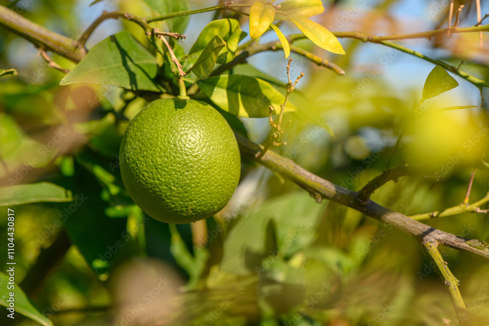 Vibrant green lime hanging from a sunlit branch in an orchard during a warm afternoon Vibrant green lime hanging from a sunlit branch in an orchard during a warm afternoon