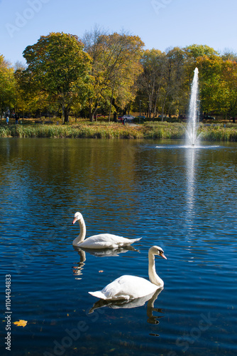 Fototapeta Naklejka Na Ścianę i Meble -  Łabędzie w Olsztynie 2024