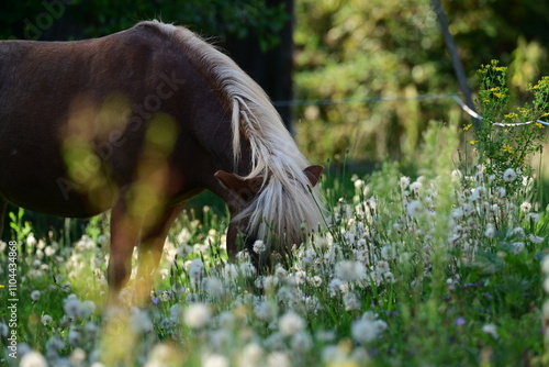 Ponytraum. Goldenes Pferd inmitten von Pusteblumen