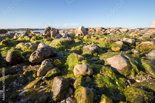 Low view of a beach with rocks. calm sea, moss and algae on the stones.