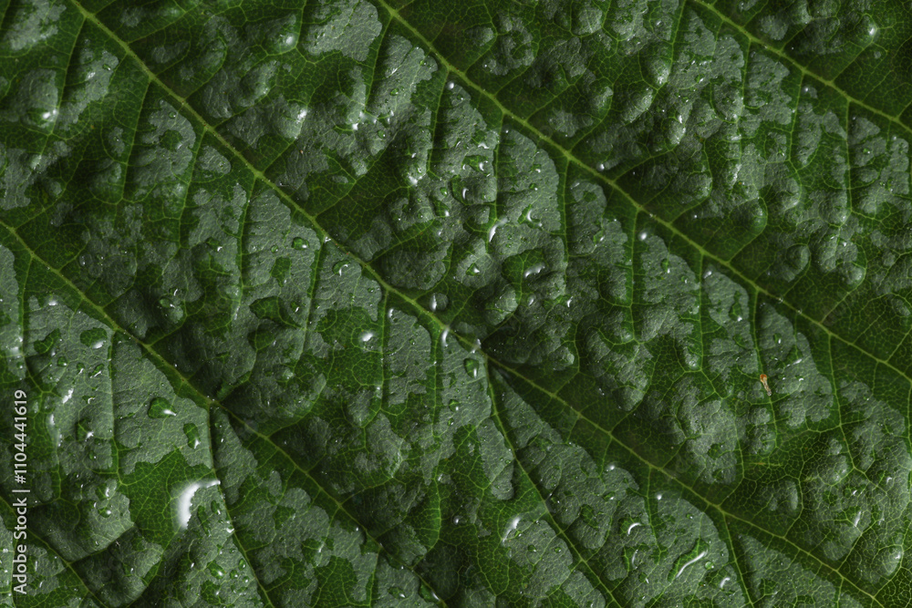 Green tree leaf in drops of water or rain Green tree leaf in drops of water or rain