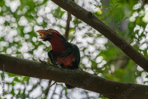 photograph of an African red-breasted bearded bird in its natural habitat photo