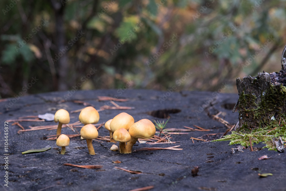 custom made wallpaper toronto digitalA group of orange mushrooms growing on a cup trunk in autumn.