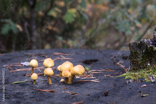 Wallpaper Mural A group of orange mushrooms growing on a cup trunk in autumn. Torontodigital.ca
