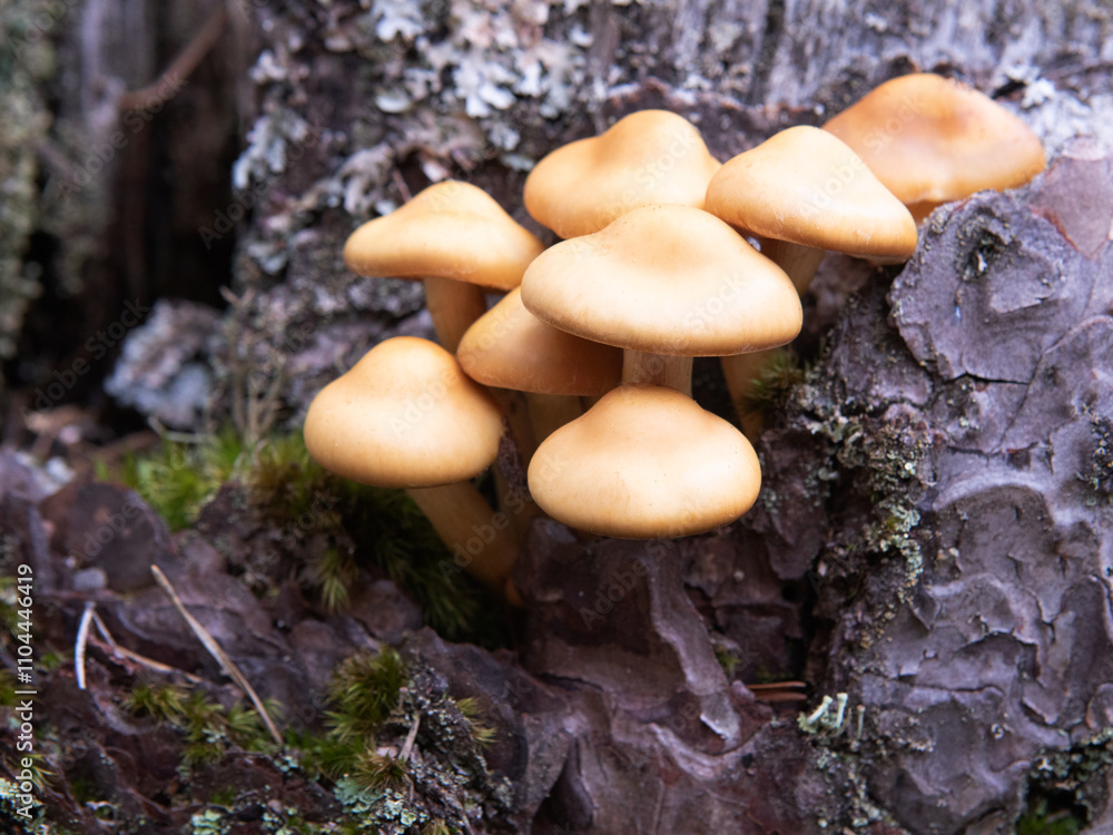 custom made wallpaper toronto digitalClump of mushrooms on the trunk
